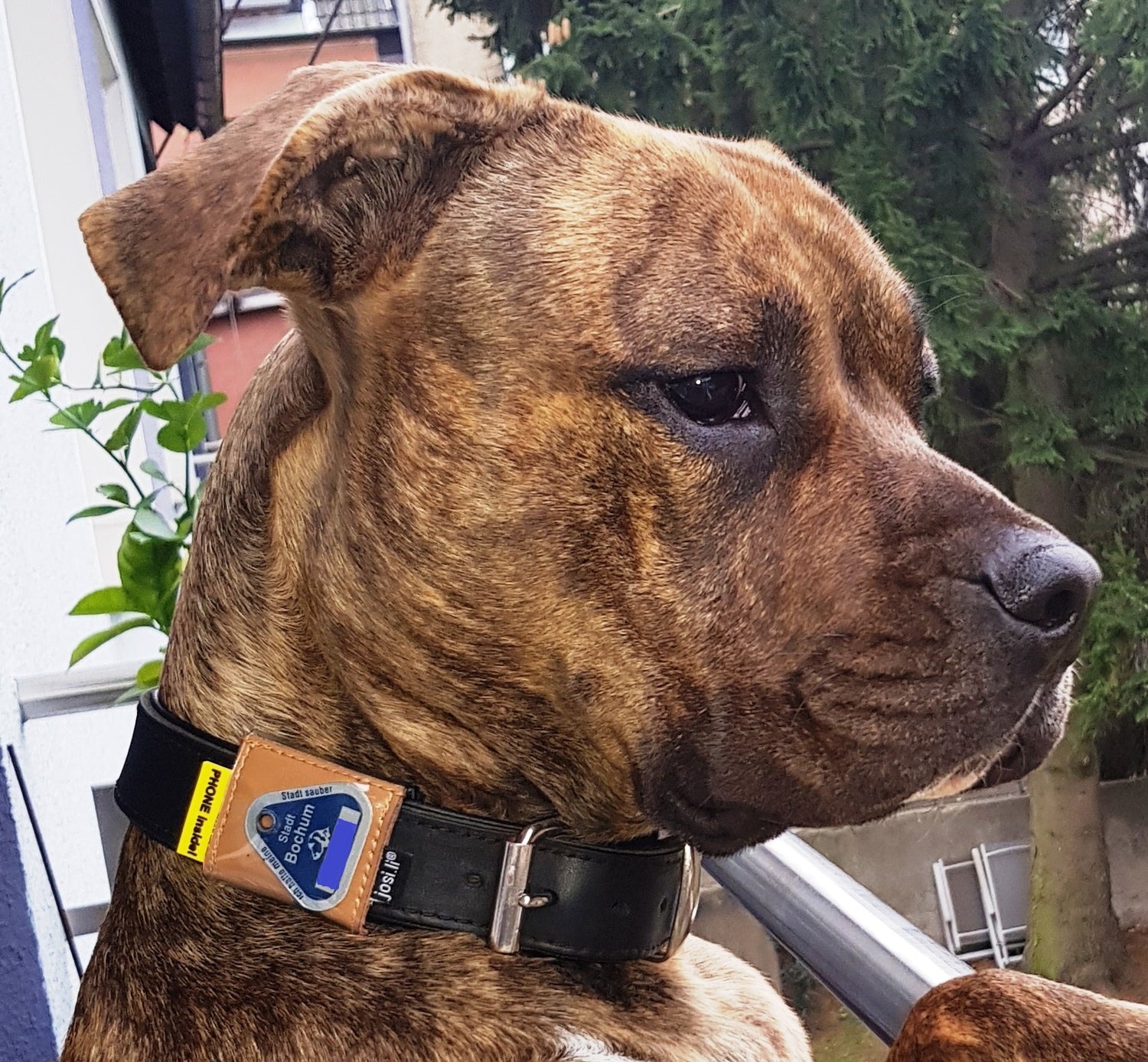 Dog Tag Pouches with viewing compartment, swimmable