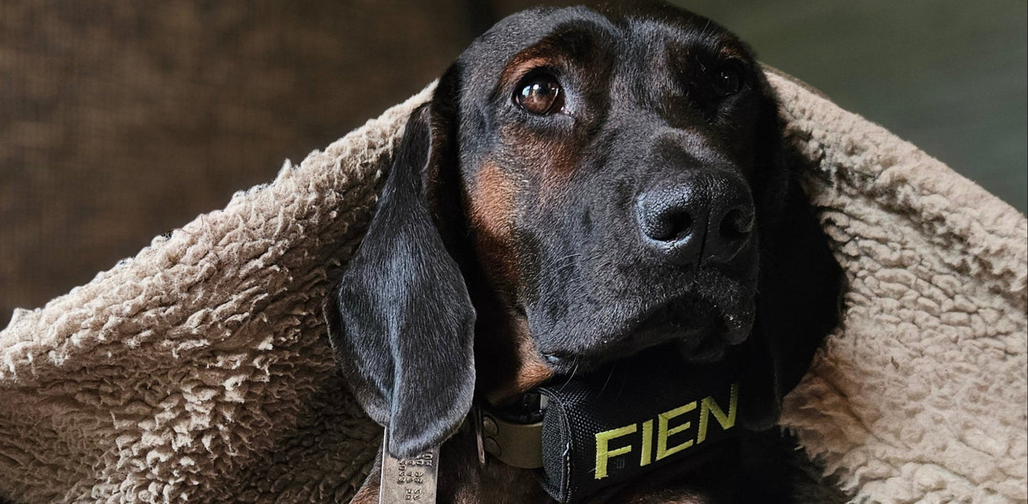 josi.li GPS Tracker-Tasche für Hunde und Pferde, für Tractive XL, Adventure, Dog 4, Dog 6, PAJ,Nylon extra stark, schwarz, sicherer Verschluss, mit floureszierender Bestickung