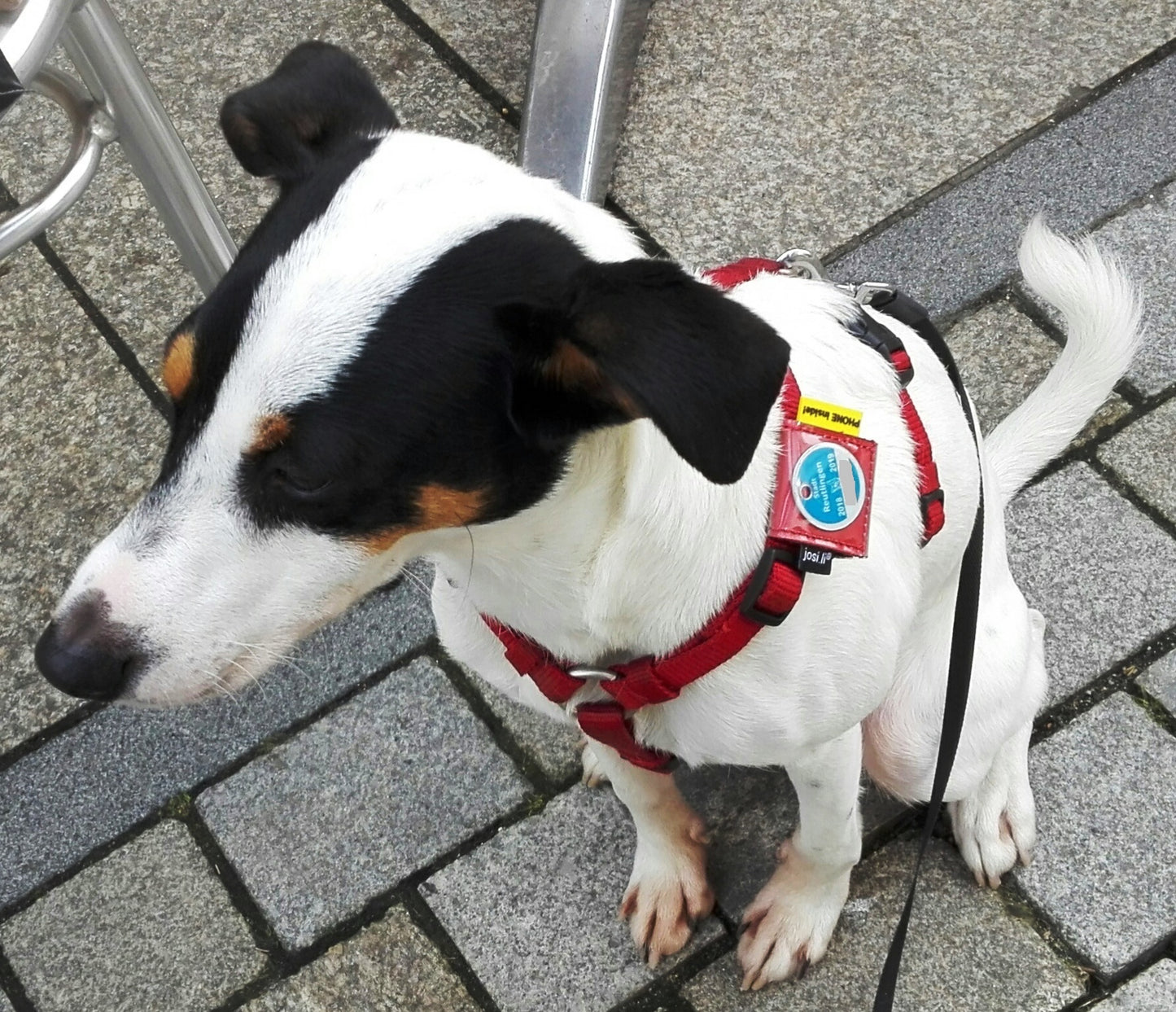 josi.li Halsbandtasche Hundemarkentasche Sichtfach fuer Marken bis 30mm Leder