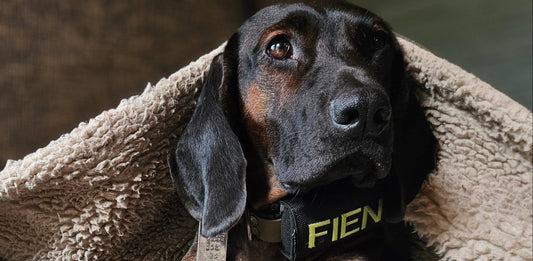 josi.li GPS Tracker-Tasche für Hunde und Pferde, für Tractive XL, Adventure, Dog 4, Dog 6, PAJ,Nylon extra stark, schwarz, sicherer Verschluss, mit floureszierender Bestickung