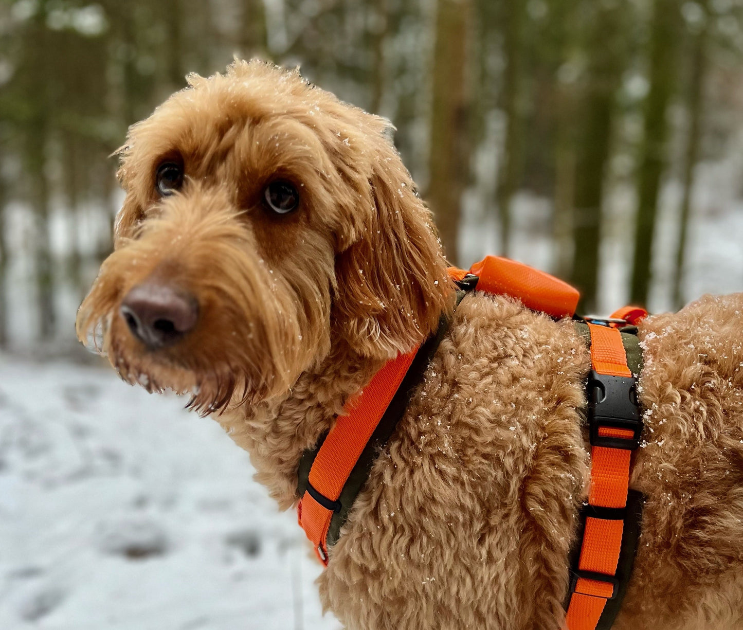 josi.li GPS Tracker-Tasche fuer Tractive Dog 4, XL, und Fressnapf - schwimmtauglich, reißfest - Ideal für den Urlaub!