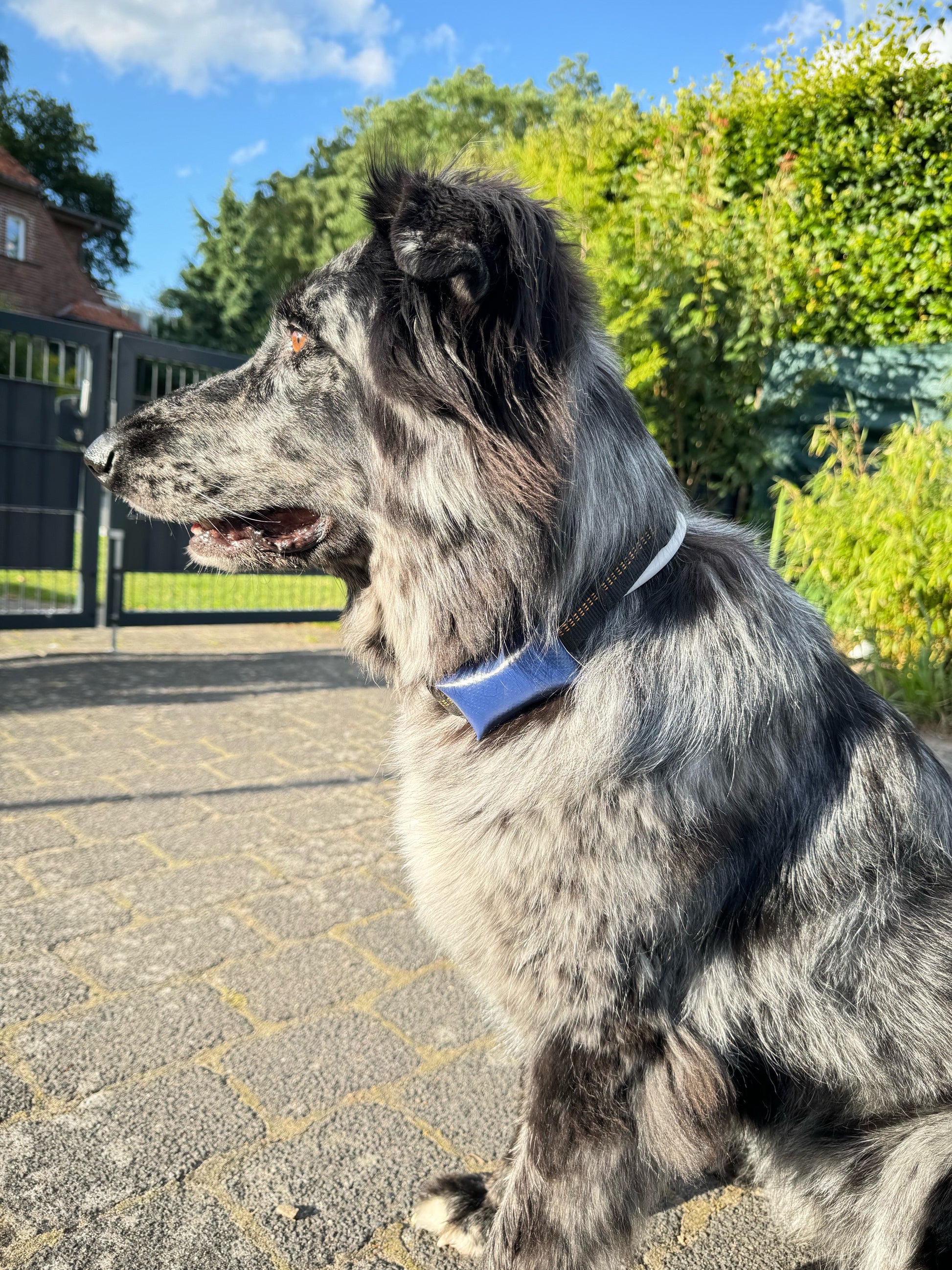 Bellarie Hundetracker Tasche XL - GPS Tracker Halterung Für Halsband (Weiß)