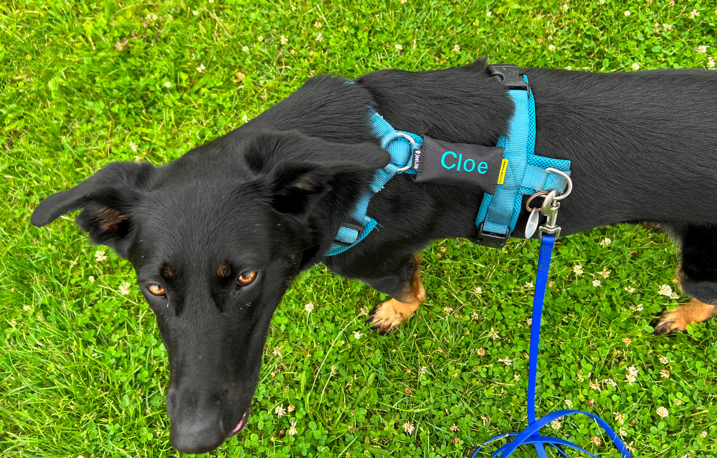 josi.li GPS Tracker Tasche für Hunde – alle Trackermodelle - Hochwertige Trackerhülle aus besticktem Nylon mit Trackerschutz, Farbwahl und sicherem Verschluss