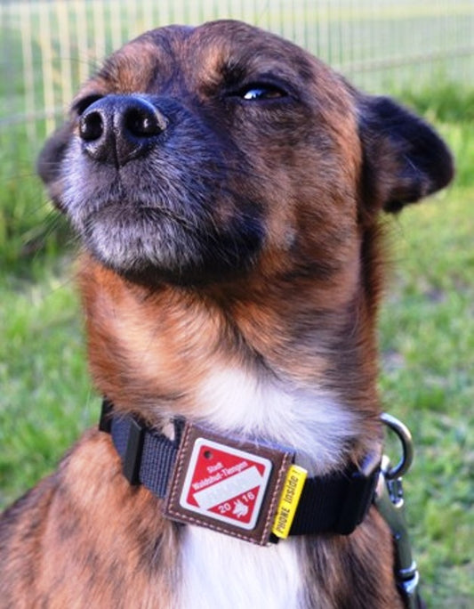 josi.li Halsbandtasche Hundemarkentasche Sichtfach fuer Marken bis 30mm Leder